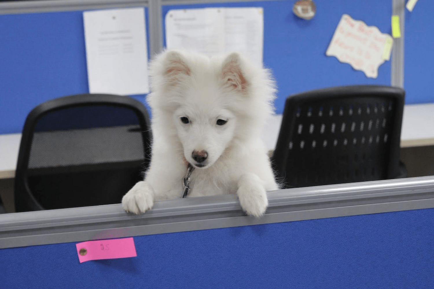 Funny & Naughty Companion