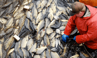 Fish Farm to Kitchen Commerce